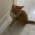 3aylık yavru erkek kedi fotoğraf