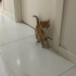 3aylık yavru erkek kedi fotoğraf