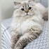 Poffy yeni yuvasını arıyor fotoğraf
