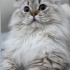 Poffy yeni yuvasını arıyor fotoğraf