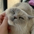 SOKAĞA ATILMIŞ CİNS KEDİ fotoğraf
