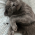 Kısır british shorthair ücretsiz sahiplendirme fotoğraf