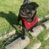 Kısırlaştırılmış Pug fotoğraf