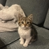 Oyuncu pofuduk tekir bebek fotoğraf