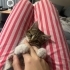 Oyuncu pofuduk tekir bebek fotoğraf