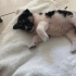 Omurluk yuva ariyoruz fotoğraf