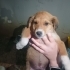Yavru köpekler Yuva Arıyor fotoğraf