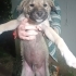 Yavru köpekler Yuva Arıyor fotoğraf