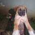 Yavru köpekler Yuva Arıyor fotoğraf