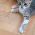 2 AYLIK MİNİK YAVRUMUZA ÖMÜRLÜK YUVASINI ARIYORUZ KARŞIYAKA fotoğraf