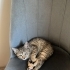 Sırnaşık oynaşık kedi fotoğraf
