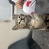 Sırnaşık oynaşık kedi fotoğraf