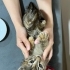 Sırnaşık oynaşık kedi fotoğraf