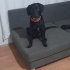 Siyah inci Safkan labrador Ücretsiz sahiplendirme fotoğraf