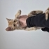 Yavru bir kedi yuva ariyor fotoğraf