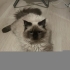 BRİTİSH LONGHAİR- HİMALAYA MELEZİ..!! fotoğraf