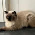 BRİTİSH LONGHAİR- HİMALAYA MELEZİ..!! fotoğraf