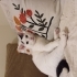 Cins kedi kadar uysal tekir kadar cana yakın fotoğraf