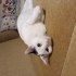Cins kedi kadar uysal tekir kadar cana yakın fotoğraf