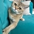 BRİTİSH BLACK GOLDEN fotoğraf