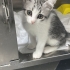 Minik Pisiler yuva arıyor(2 dişi , 2 erkek) fotoğraf