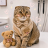 Ücretsiz sahiplenme Scottish kedi fotoğraf