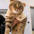 Ücretsiz sahiplenme Scottish kedi fotoğraf