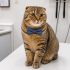 Ücretsiz sahiplenme Scottish kedi fotoğraf