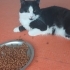 NORVEÇ ORMAN KEDİSİ KISIR..!+ fotoğraf