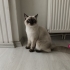 Mavi gözlü sevimli yavru fotoğraf