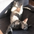 Kısırlaştırılmış Dişi Tekir Kedi 8.5 aylık fotoğraf