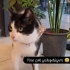 Mia yakisikli smokin kedisi fotoğraf