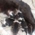 SMOKİN YAVRULARA ÖMÜRLÜK YUVA fotoğraf