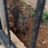 Onu sokaktan kurtaracak ömürlük yuva olacak yeni sahibini arıyor fotoğraf
