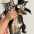 4 Tatlı Yavruya Sonsuz Sevgi Verecek Aileler Arıyoruz 🤍 fotoğraf