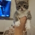 Çok sevimli ve insancıl dişi bebek fotoğraf