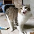 Ücretsiz scottish fold, 7_8 aylık, erkek, kısır fotoğraf