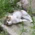 Ücretsiz scottish fold, 7_8 aylık, erkek, kısır fotoğraf