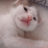 Minik kızımıza sıcak bir yuva arıyoruz 1 Aylık Dişi Kedi fotoğraf