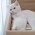 Yuva arıyan cins kedi fotoğraf