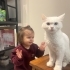 Süt beyaz british longhair dişi fotoğraf