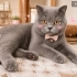 Ücretsiz sahiplenme pofidik British kedi fotoğraf