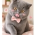 Ücretsiz sahiplenme pofidik British kedi fotoğraf