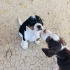 45 GÜNLÜK DİŞİ VE ERKEK BEAGLE MELEZLERİ..!! fotoğraf