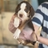 45 GÜNLÜK DİŞİ VE ERKEK BEAGLE MELEZLERİ..!! fotoğraf