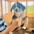45 GÜNLÜK DİŞİ VE ERKEK BEAGLE MELEZLERİ..!! fotoğraf