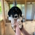 45 GÜNLÜK DİŞİ VE ERKEK BEAGLE MELEZLERİ..!! fotoğraf