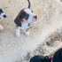 45 GÜNLÜK DİŞİ VE ERKEK BEAGLE MELEZLERİ..!! fotoğraf