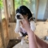 45 GÜNLÜK DİŞİ VE ERKEK BEAGLE MELEZLERİ..!! fotoğraf