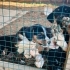 45 GÜNLÜK DİŞİ VE ERKEK BEAGLE MELEZLERİ..!! fotoğraf
